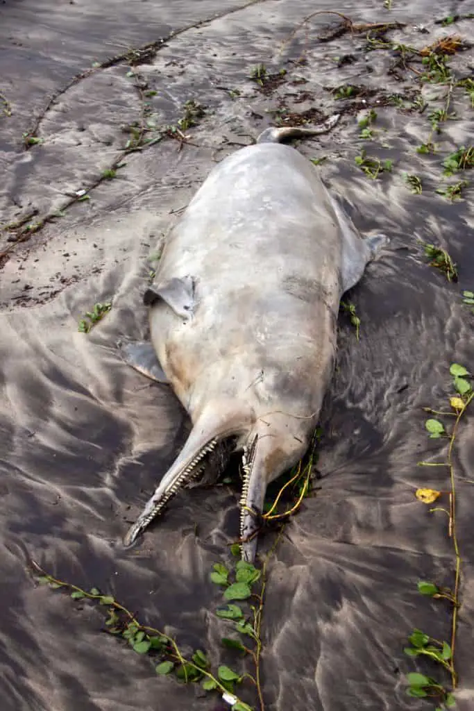 Dead dolphin on a beach