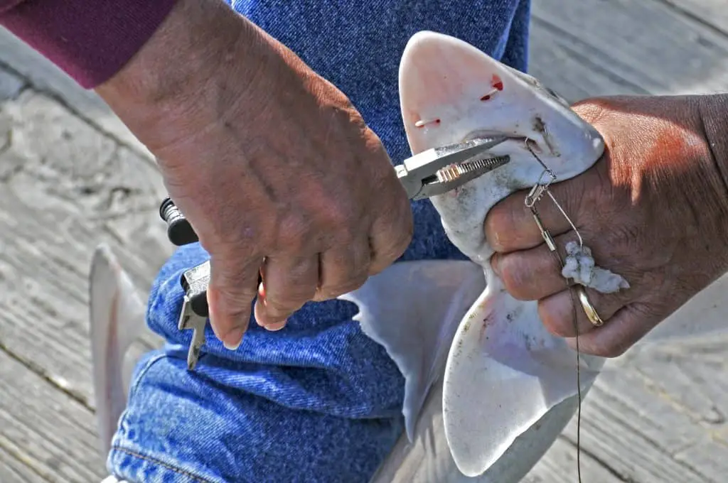 A fisherman removing the hook from a sharks mouth