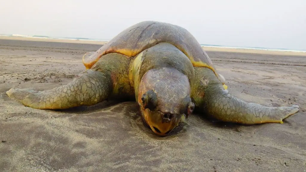 A dead turtle on a beach due to pollution making them come up towards surface and getting hit by fishing boats.