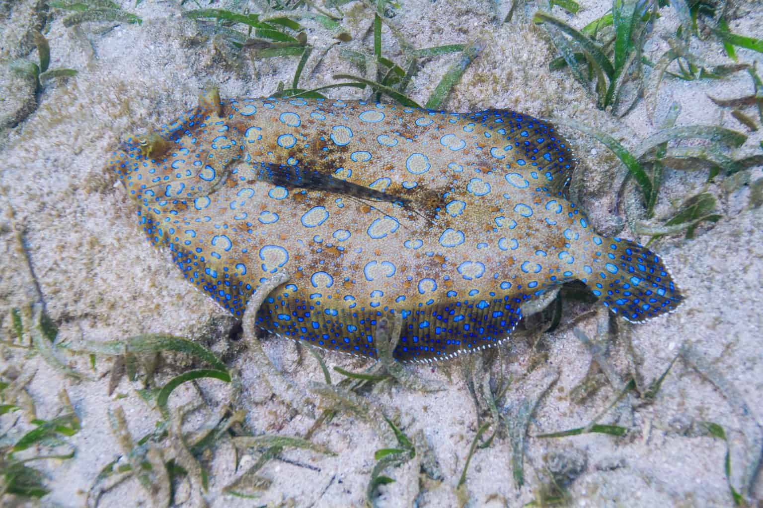 Bothus lunatus on the bottom of a sandy reef with grass algea. What is the best time to catch flounder?