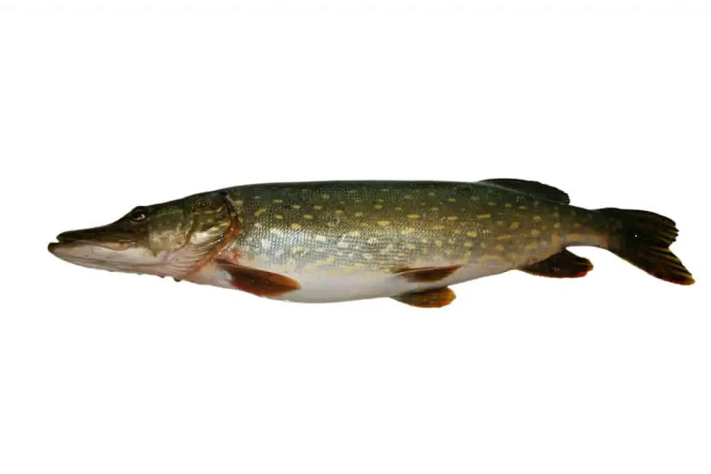 Raw pike on white background