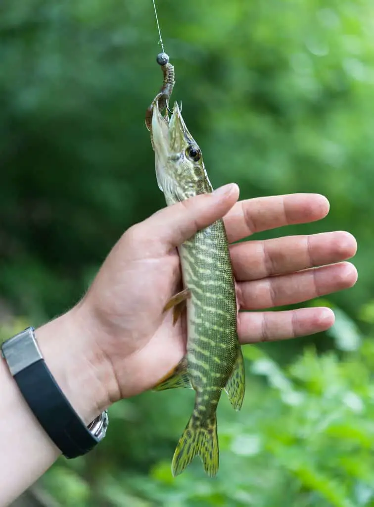 small pike on a hook