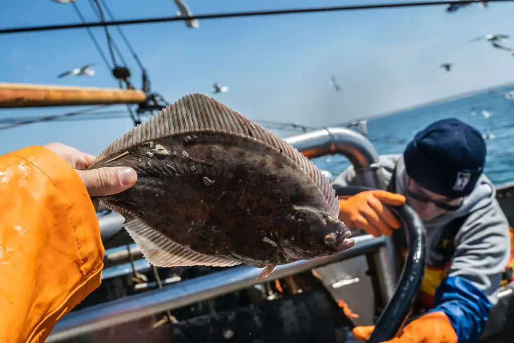 can you eat flounder? fisherman on a boat holding one