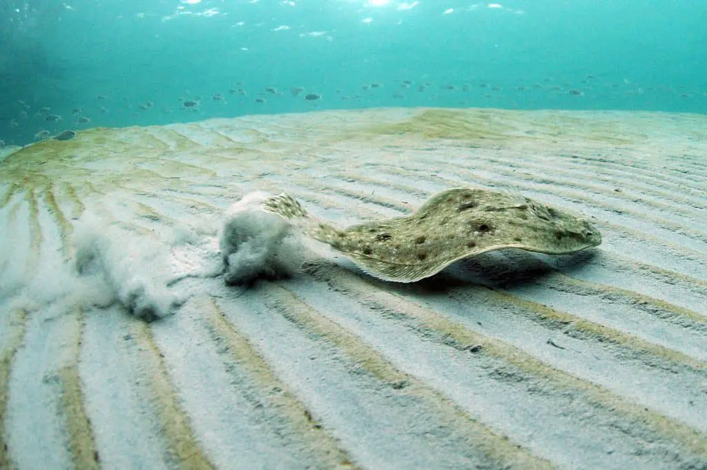 flounder swimming underwater in ocean