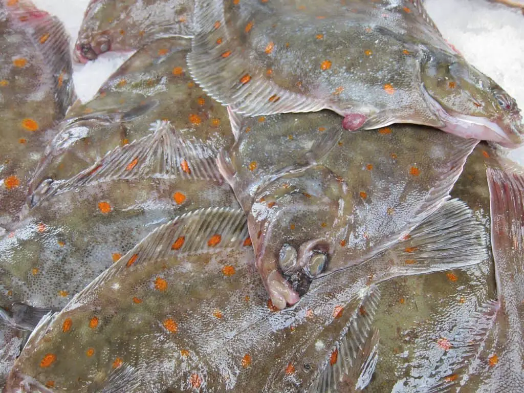 flounder on ice