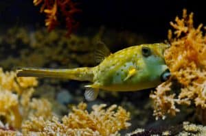 A yellow blobfish hovering in the water