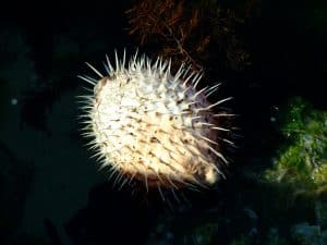 A spiky blobfish