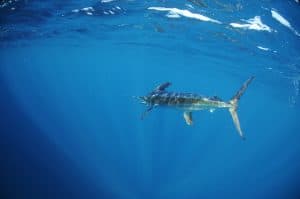 Can you eat blue marlin? A photo of a marlin in the blue ocean.