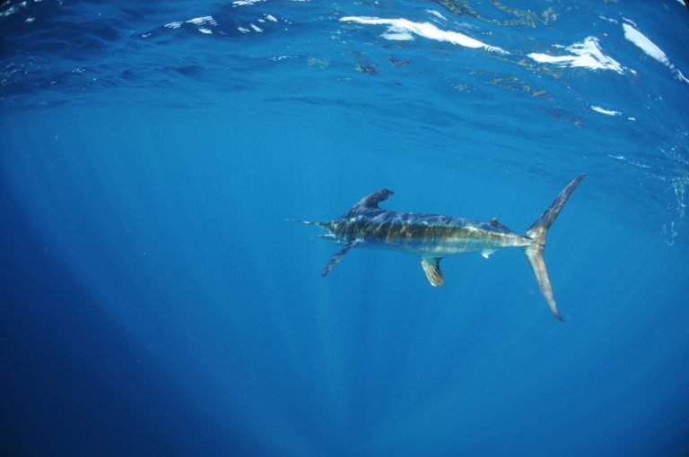 Can You Eat Blue Marlin and How Does It Taste?