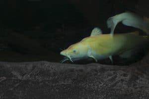 two yellow channel catfish