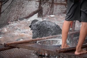 a man tending to channel catfish