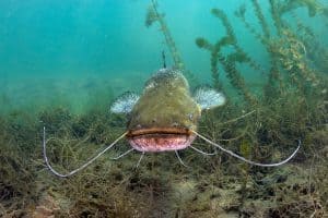 can you eat channel catfish? a closeup of a catfish underwater