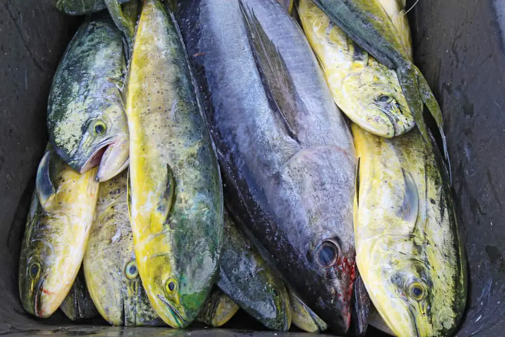 Can you eat cobia? A single black cobia (Rachycentron canadum) and numerous irridescent mahi-mahi or dolphinfish in a wheelbarrow