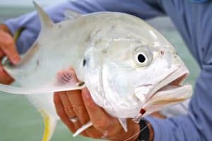 can you eat jack crevalle? a big one being held after catching it.