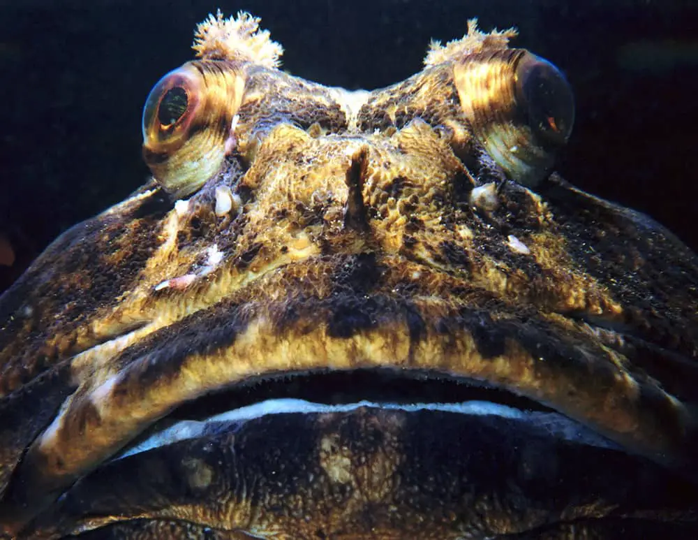 Can you eat sculpin? A closeup shot of a Cabezon sculpin (Scorpaenichthys marmoratus)