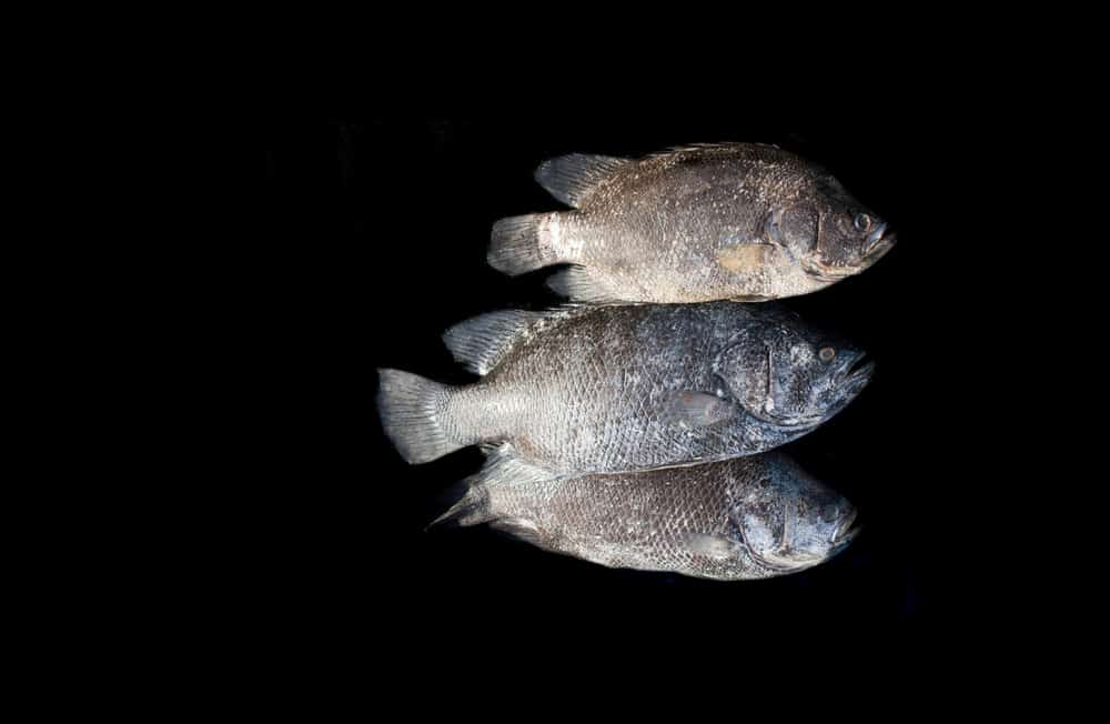 Can you eat tripletail? Group of three tripletail (lobotes Surinamensis) fish isolated on black background.