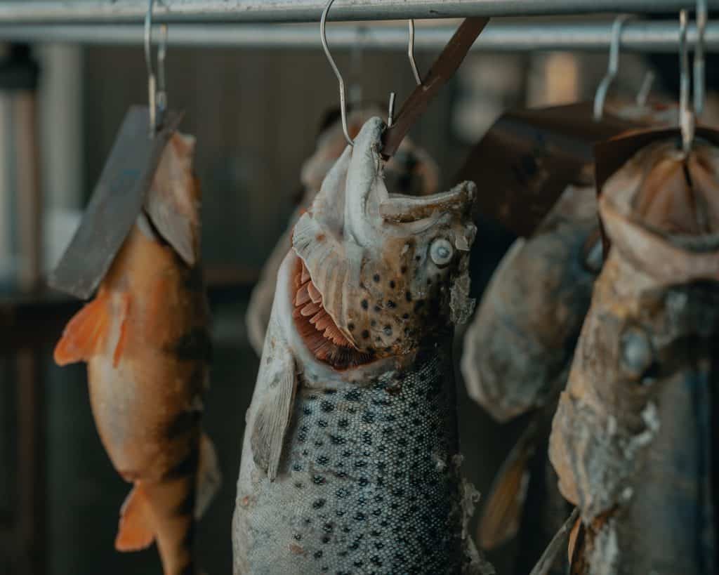 a walleye hanging next to perch on a hook