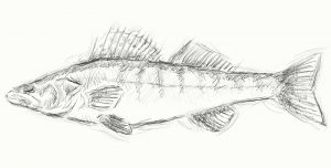 A black and white drawing of a walleye