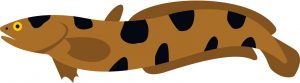 a drawing of a snakehead fish