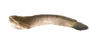 a snakehead fish on white background