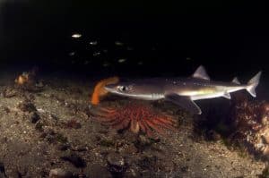 A spiny dogfish patroling the the cold waters of Puget Sound