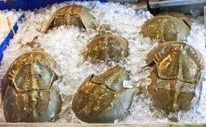 horseshoe crabs on ice