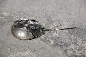 a horseshoe crab on sand