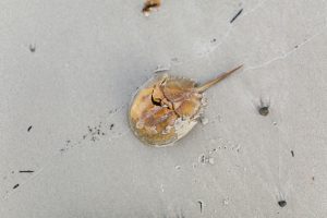 a dead horseshoe crab on sand