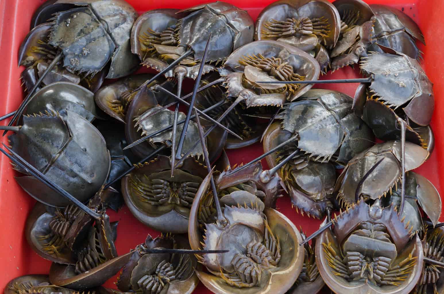 multiple horseshoe crabs in a red container. can you eat horseshoe crab?