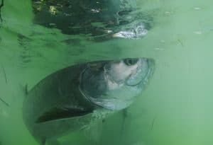 a ladyfish in muddy water