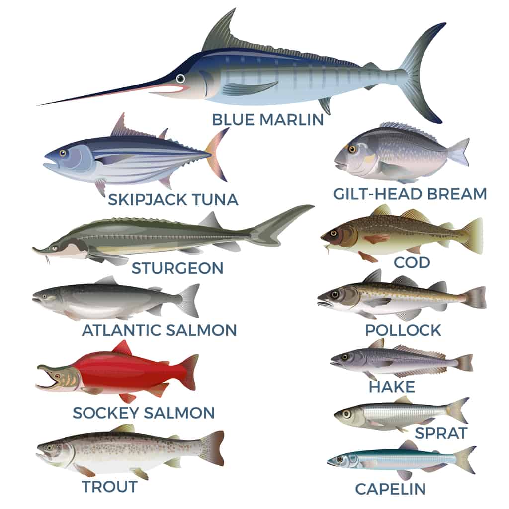 Commercial fish species. Vector illustration isolated on a white background. Can You Eat Ladyfish?