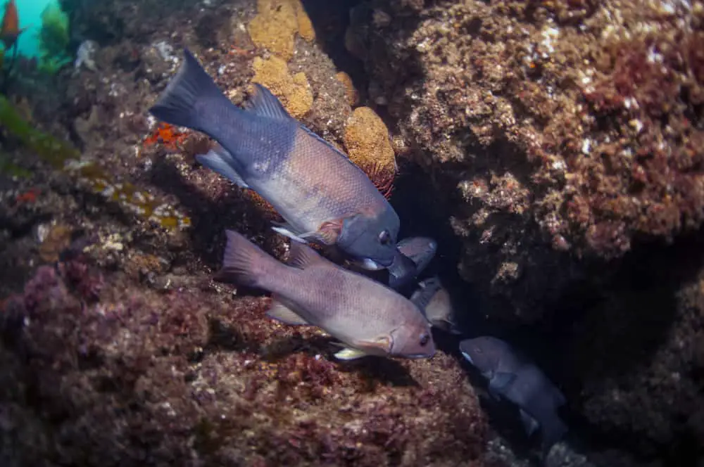 A school of sheepshead taking refuge in a den to hide from predators. But Can You Eat Sheepshead Fish?