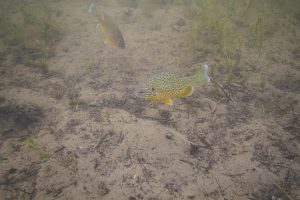 one of the Common Types of Fish in Florida Canals: a sunfish