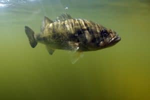 a Largemouth Bass swimming