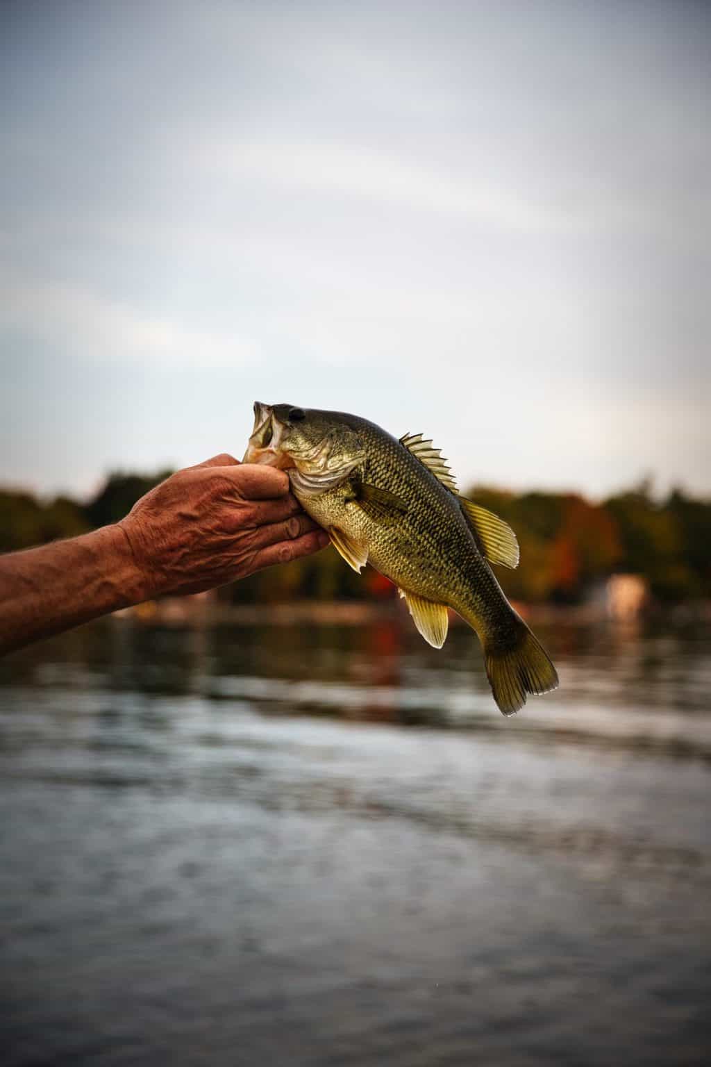 Do Largemouth Bass Have Teeth? Fishstainable