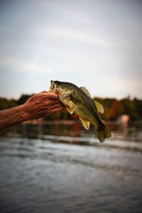 Do Largemouth Bass Have Teeth? A man avoiding bass thumb.