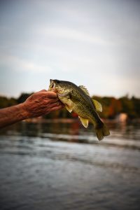 Do Largemouth Bass Have Teeth? A man avoiding bass thumb.