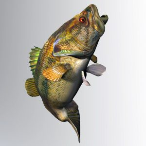 an illustration of a Largemouth Bass