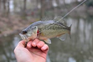 a man holding a small Largemouth Bass