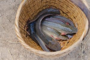 when is the best time to catch catfish to get a full basket like this?