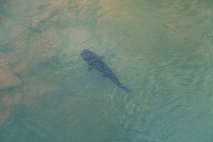 a huge catfish swimming in green water