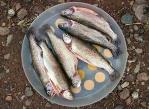 when is the best time to catch trout to get a full plate of them like this