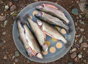 when is the best time to catch trout to get a full plate of them like this